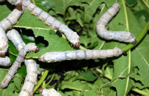 Mulberry leaves cuttings - 🌿mulberry, leaves/cuttings