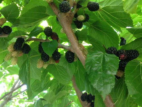 Black mulberry tree - , or