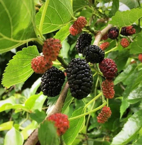 Live mulberry tree well - live,