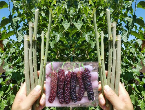 10x pakistan mulberry - 10x,